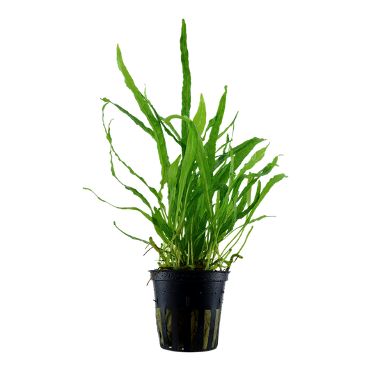 Tropica Microsorum pteropus 'Narrow'