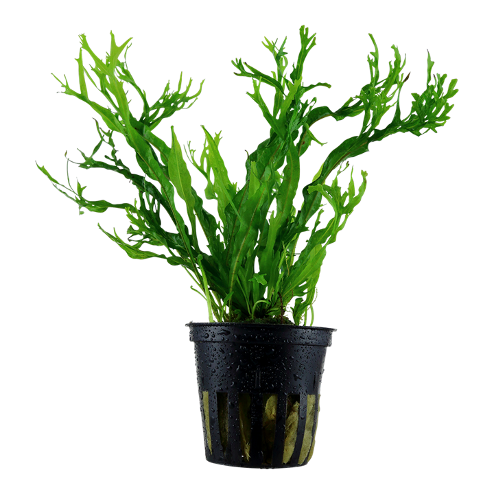 Tropica Microsorum pteropus 'Windeløv'