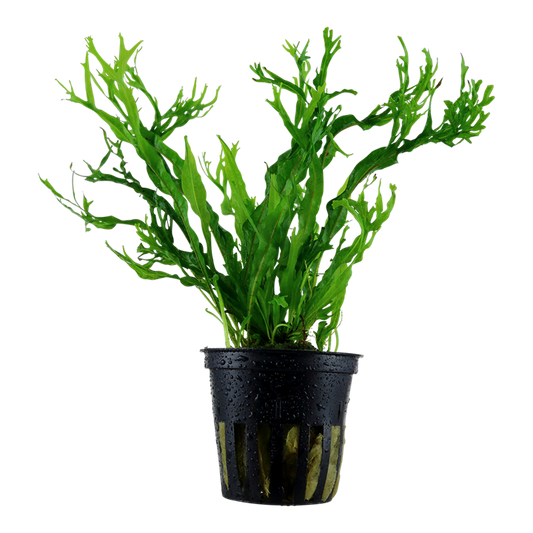 Tropica Microsorum pteropus 'Windeløv'