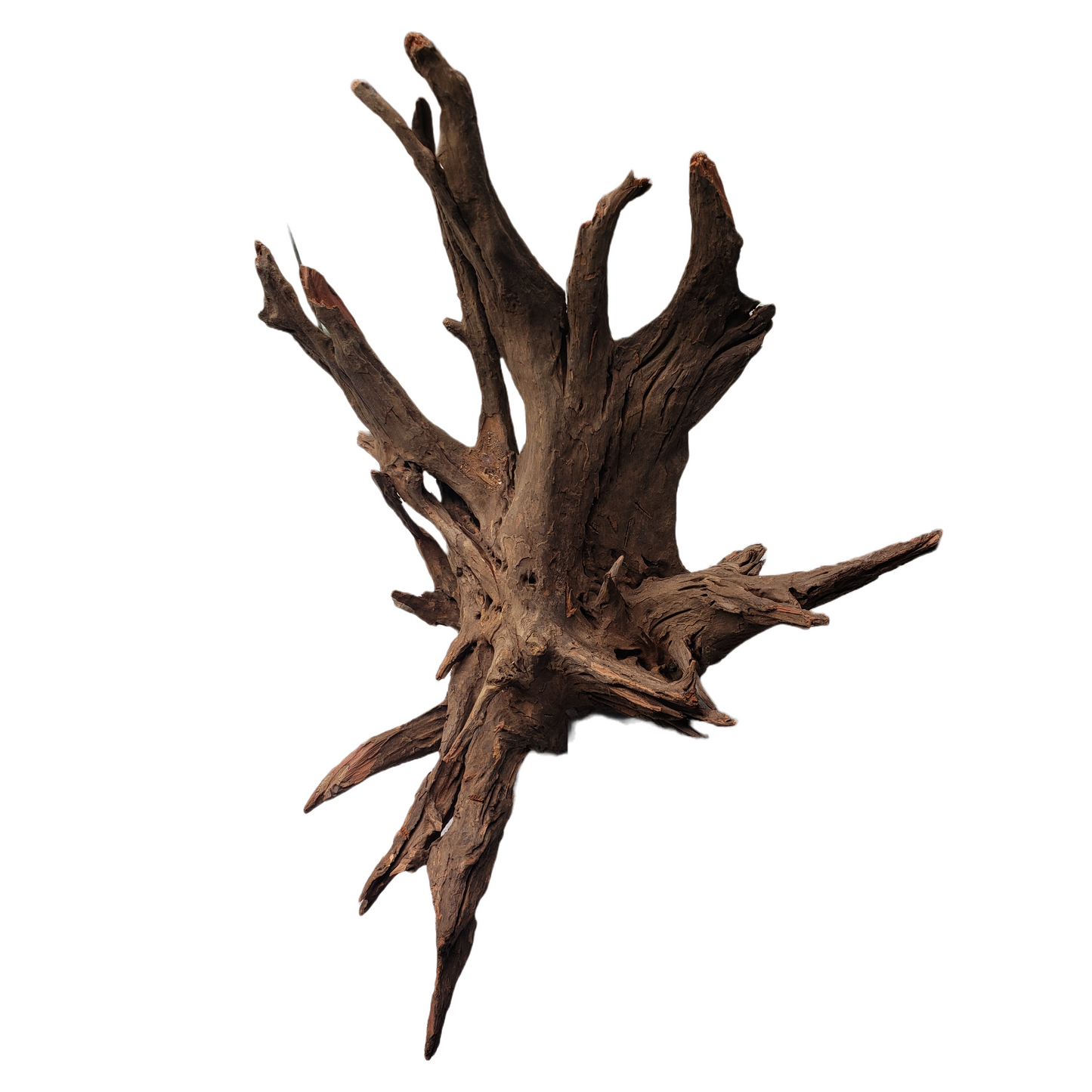 Eucalyptus Root