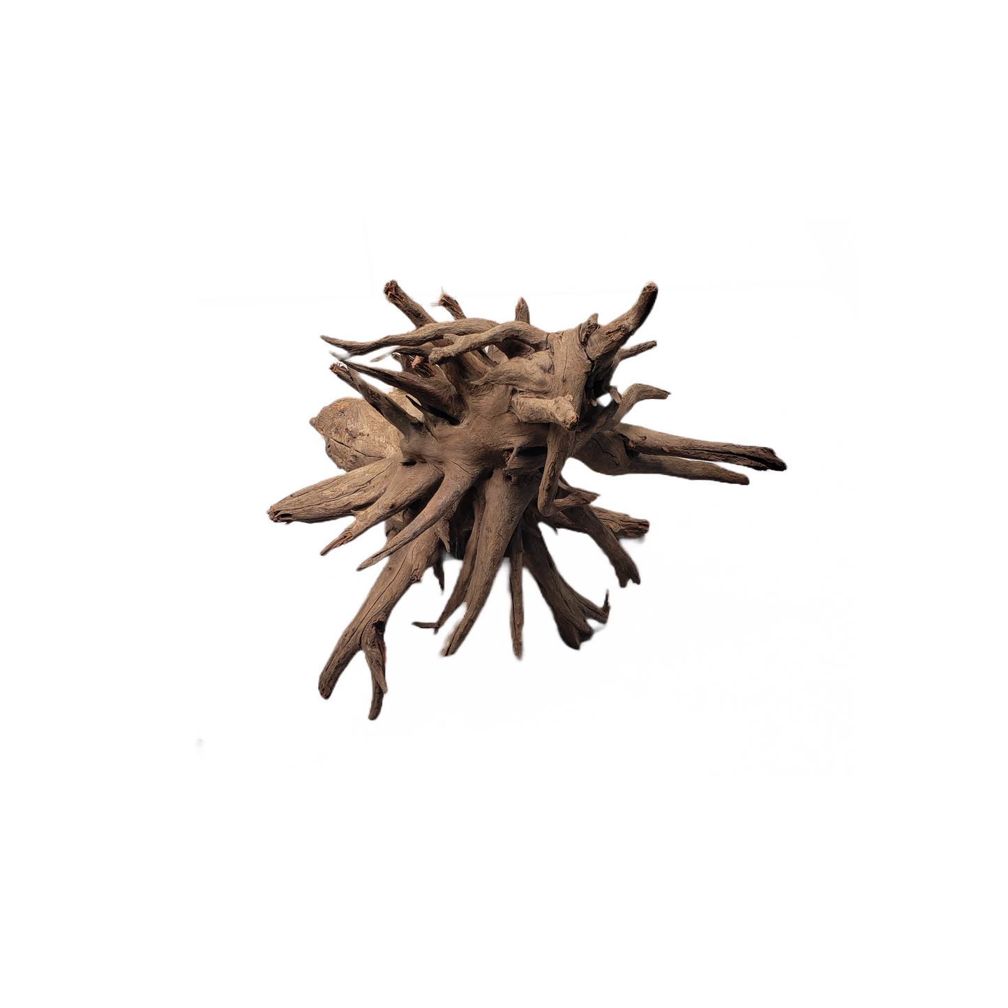 Eucalyptus Root