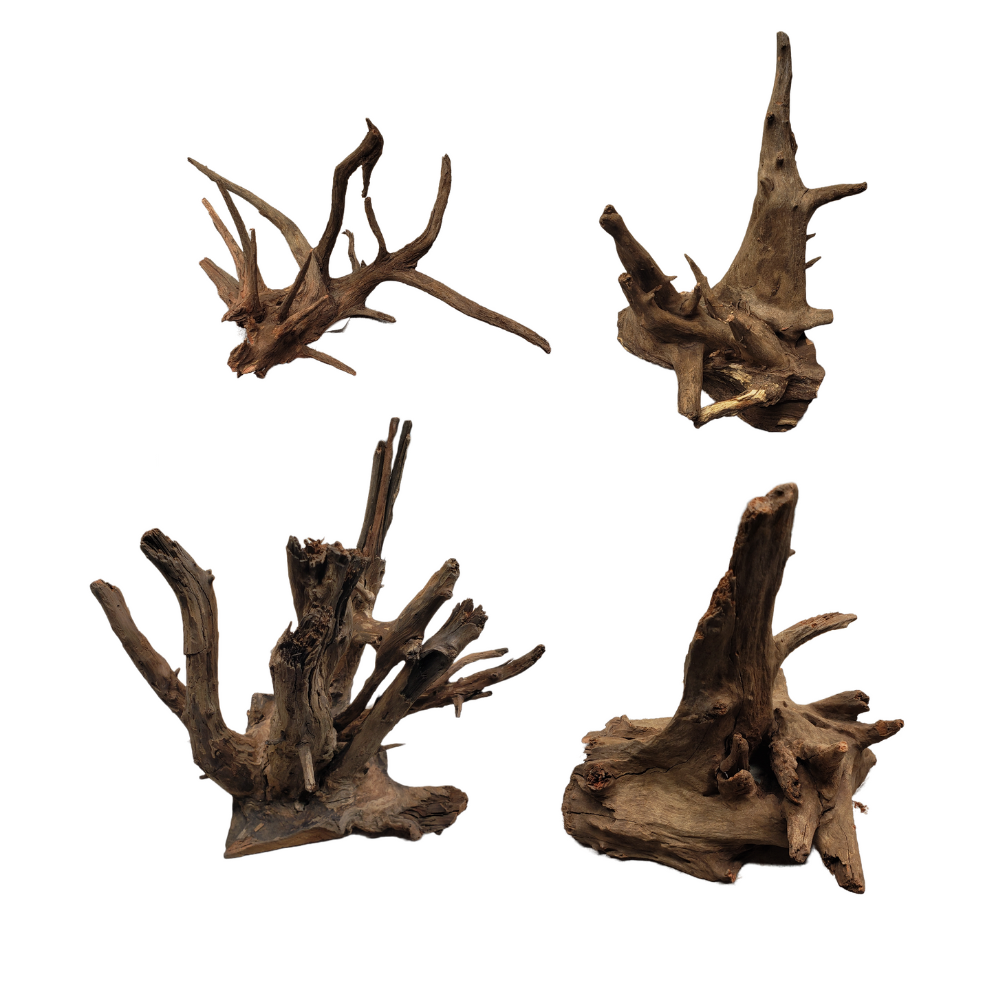 Eucalyptus Root