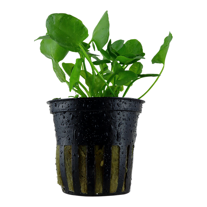 Tropica Nymphoides hydrophylla 'Taiwan'