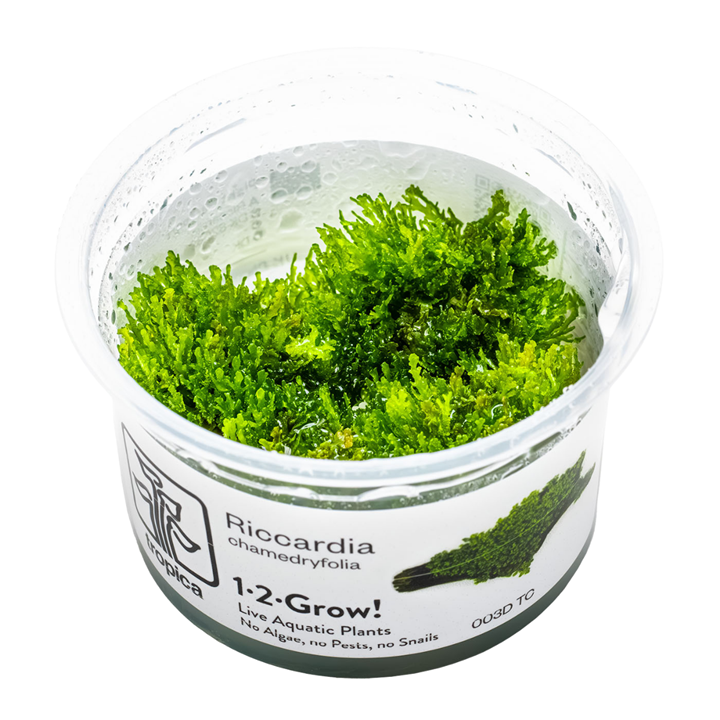 Tropica 1-2-Grow Riccardia chamedryfolia
