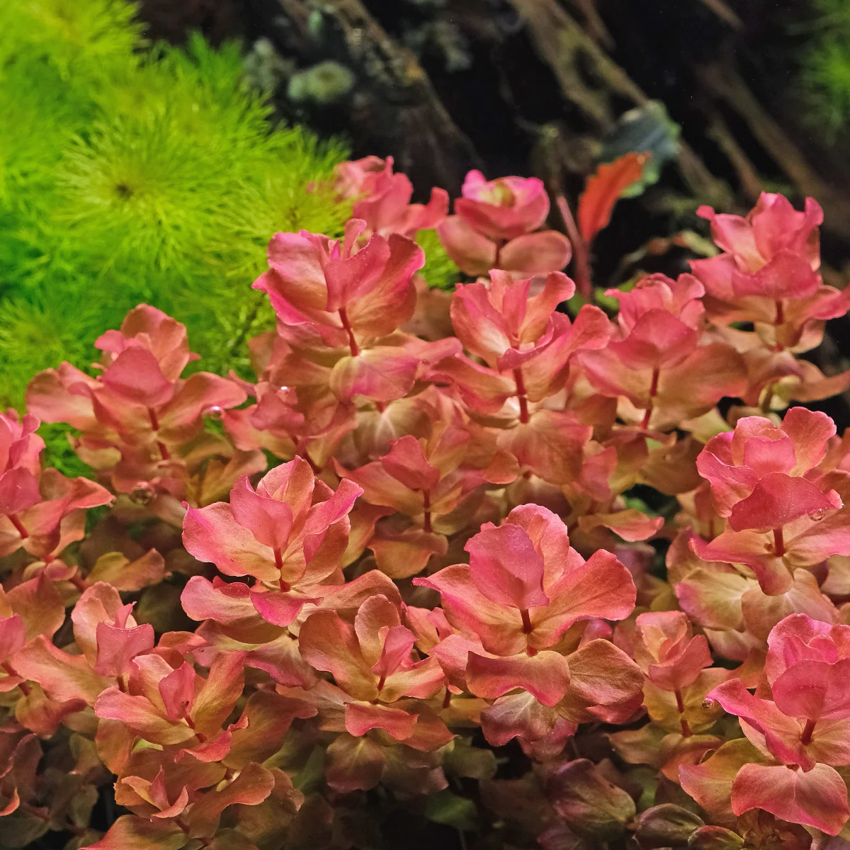 Rotala Macrandra Mini Pink