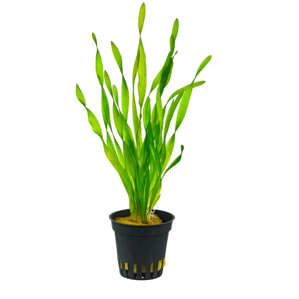 Vallisneria Spiralis