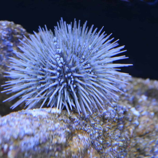 White Pincushion Urchin