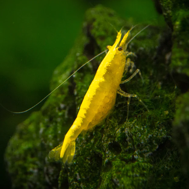 Yellow Cherry Shrimp (Neocaridina heteropoda)