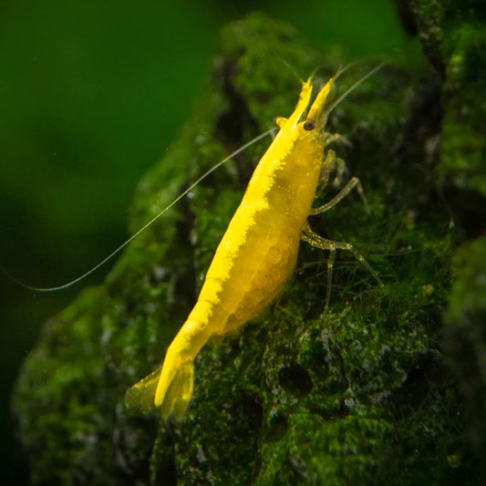 Yellow Cherry Shrimp (Neocaridina heteropoda)