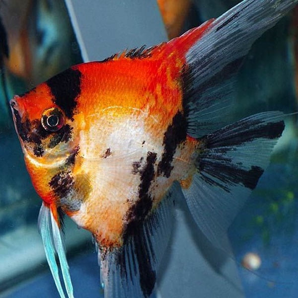 Red Devil Angelfish L