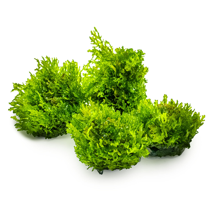 Tropica 1-2-Grow Riccardia chamedryfolia