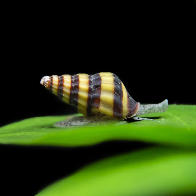 Assassin Snails (Anentome helena)