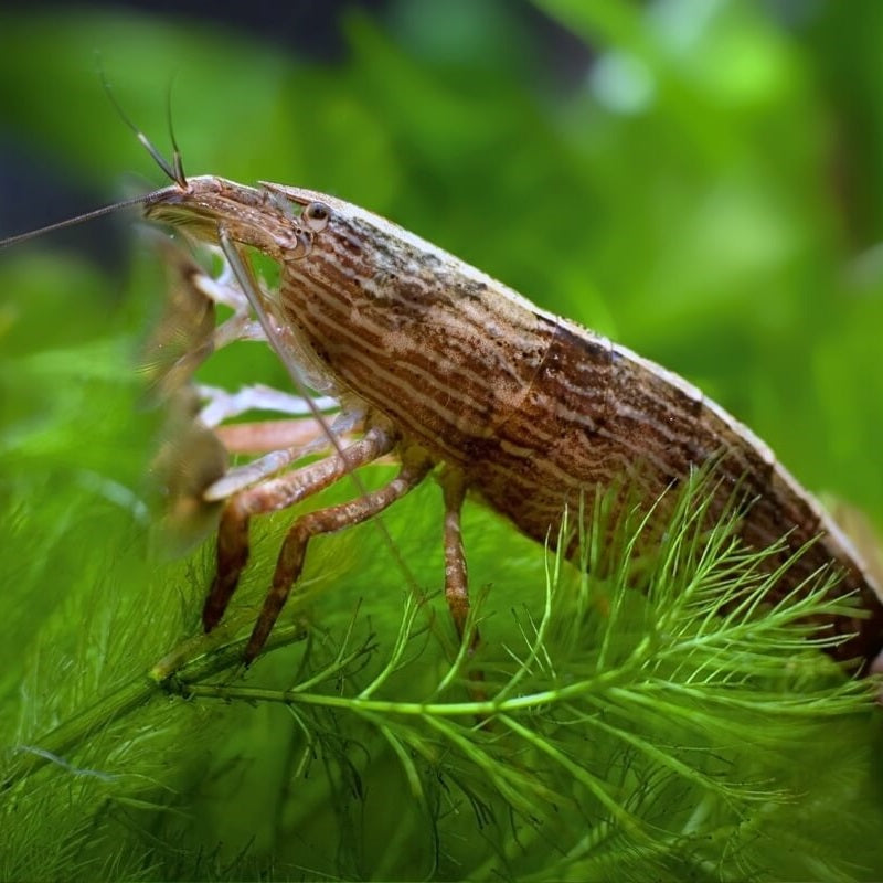 Rock Shrimp (Atyopsis moluccensis)