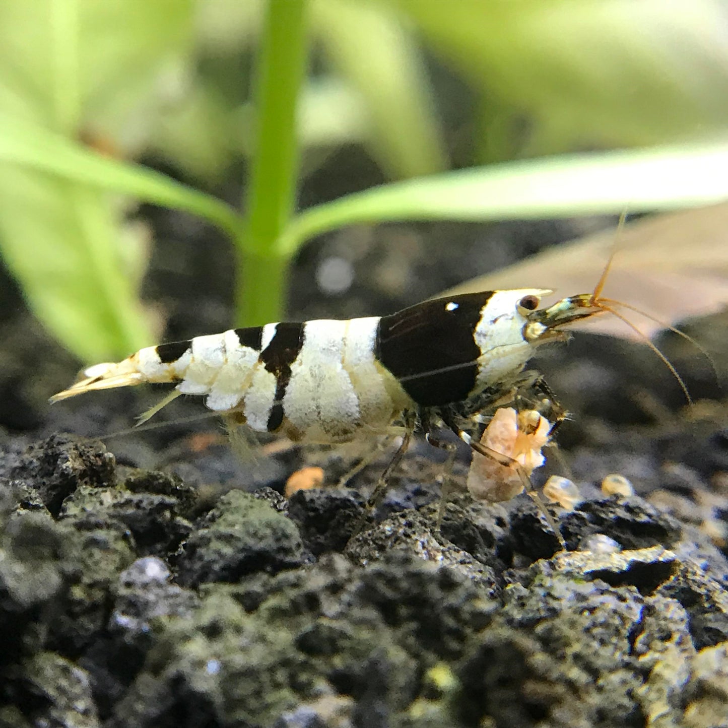 Black Crystal Shrimp (Caridina cantonensis)