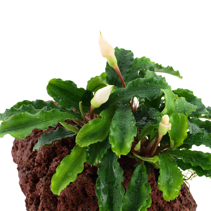 Bucephalandra Wavy Green
