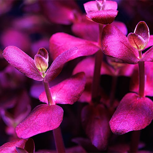 Bacopa salzmannii Purple