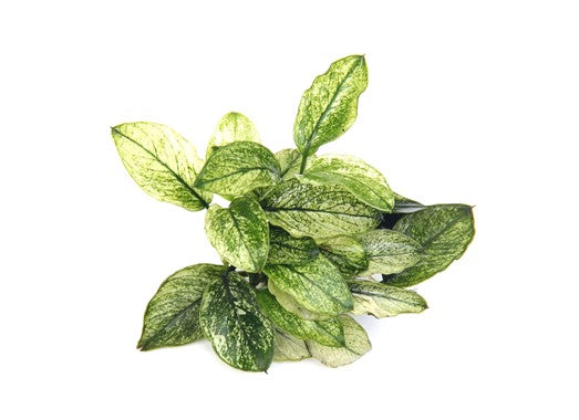 Anubias nana Pinto T/C small