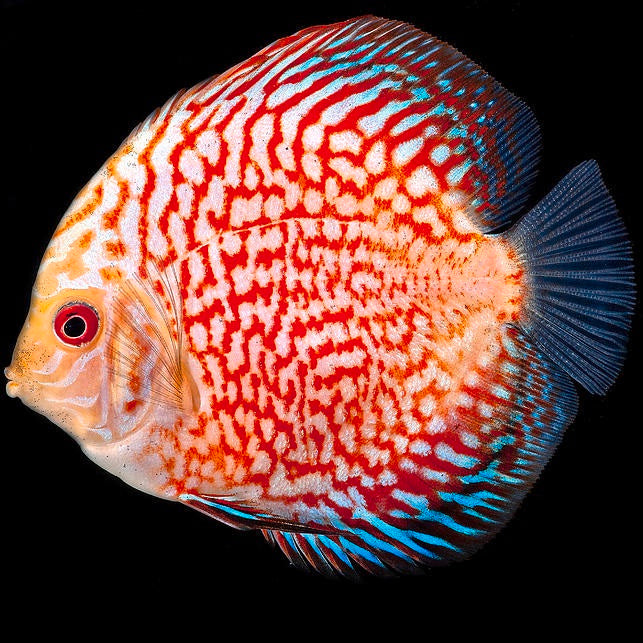Red Pigeon Discus
