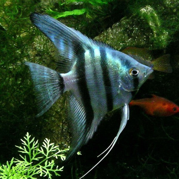 Blue Scalare Angelfish L