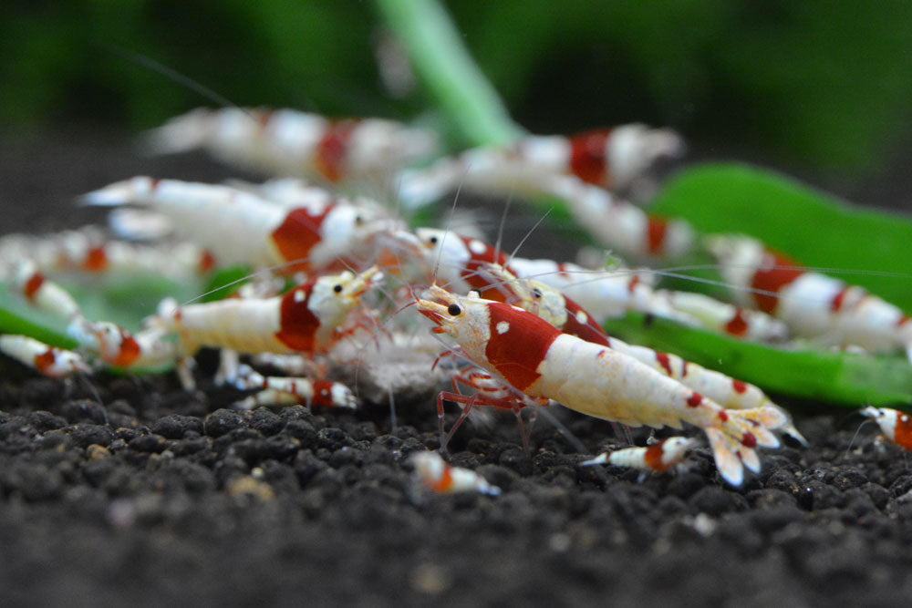 Aquario Neo Soil Shrimp