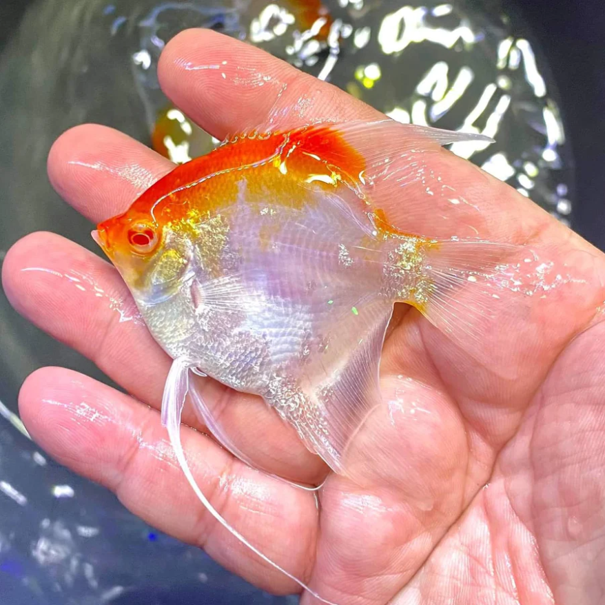 Manacapuru Albino Angelfish (Pterophyllum scalare)
