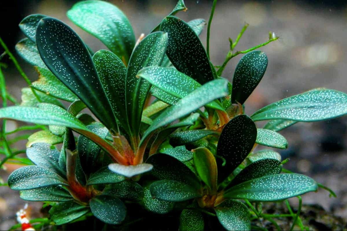 Bucephalandra Brownie Blue