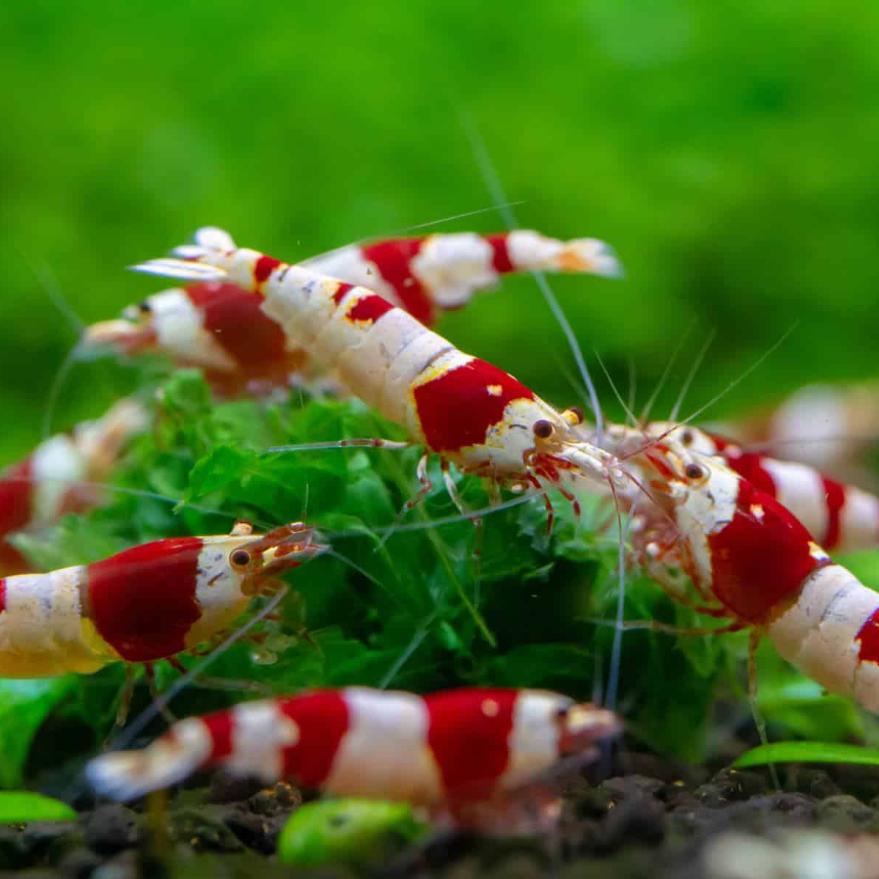 Crystal Shrimp Grade A - S (Caridina cf. cantonensis var.)