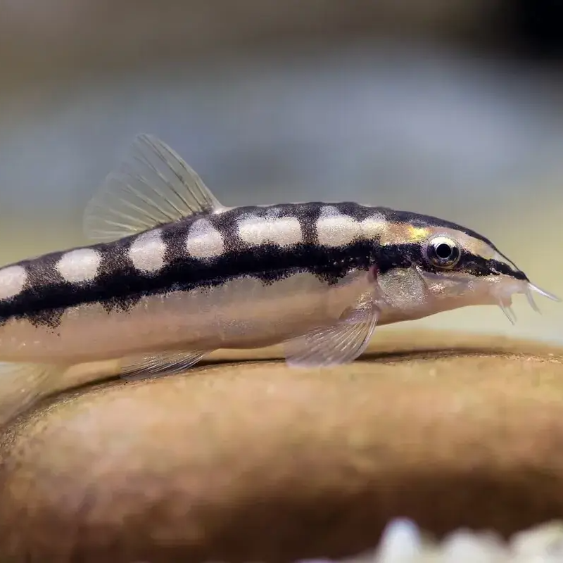 Dwarf chain fashion loach care