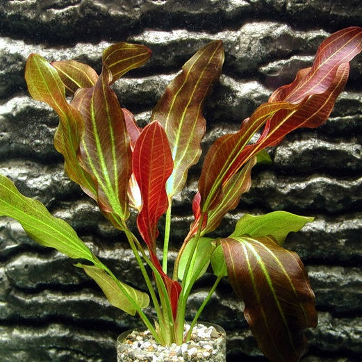 Echinodorus 'Fantastic Color'