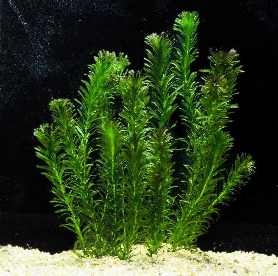 Egeria Densa
