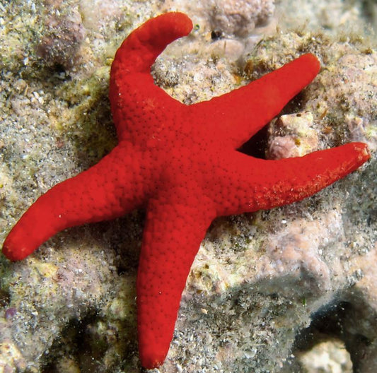 Fromia Starfish