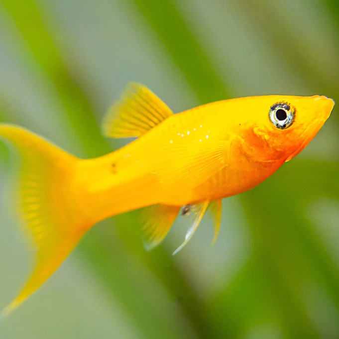 Gold Molly (Poecilia sphenops)