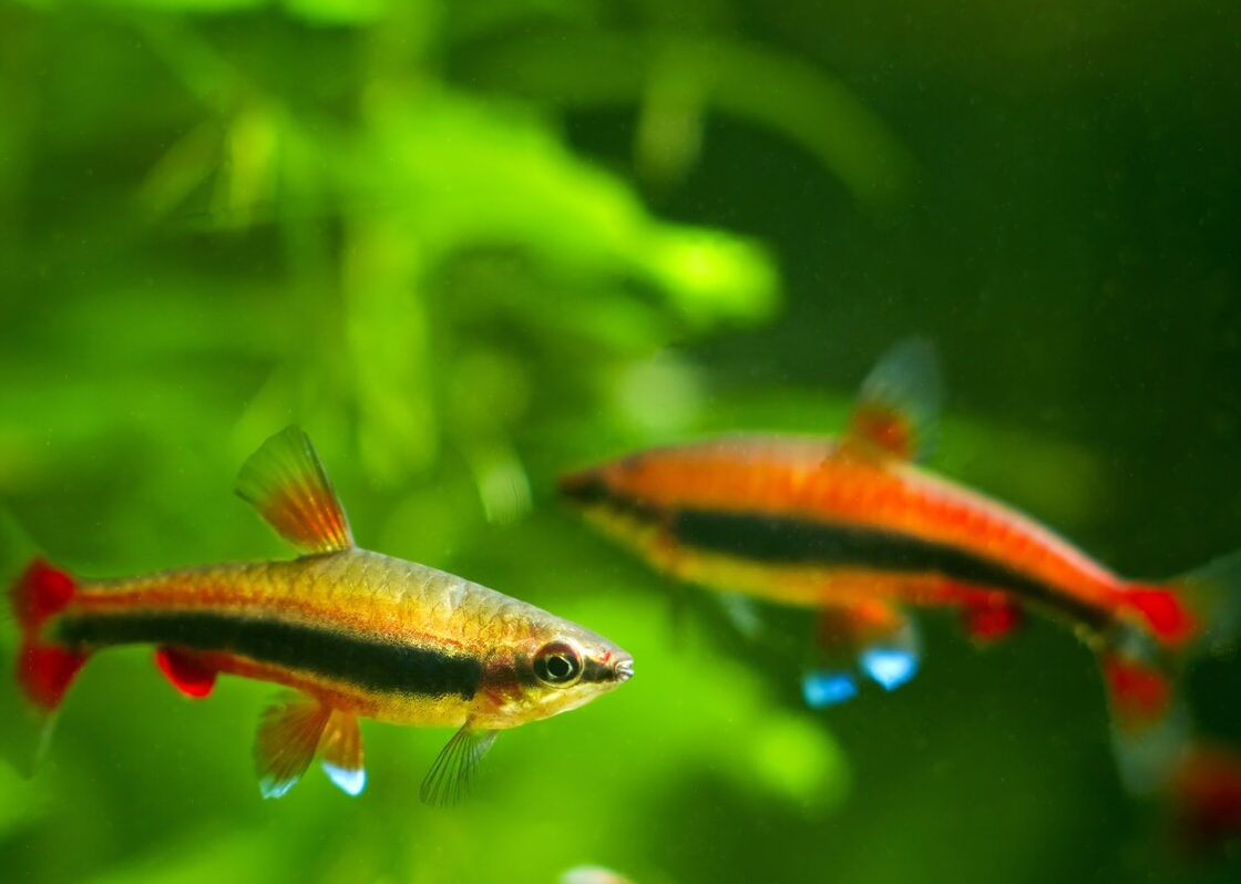 Golden Pencilfish (Nannostomus beckfordi)