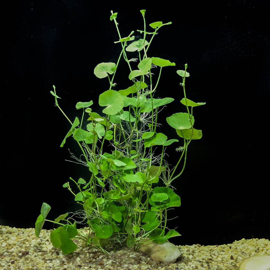 Hydrocotyle Leucocephala