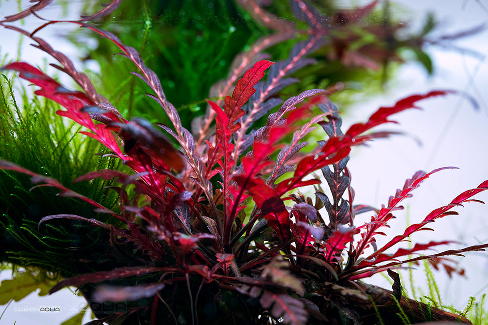 Hygrophila Pinnatifida