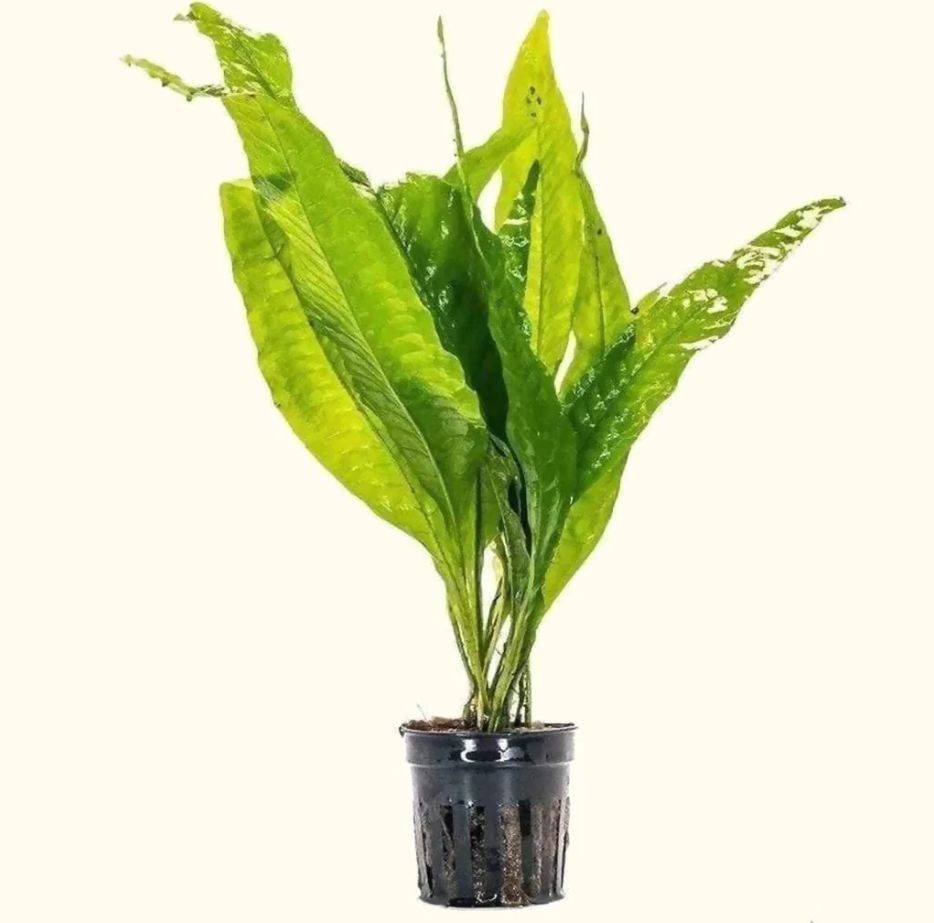 Java Fern (Microsorum pteropus)