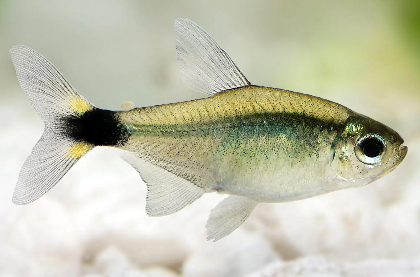 Kitty Tetra (Hyphessobrycon heliacus)