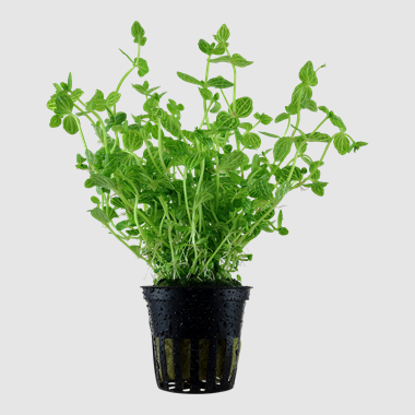 Tropica Lindernia Rotundifolia