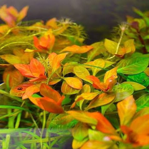 Ludwigia Inclinata Dark Orange