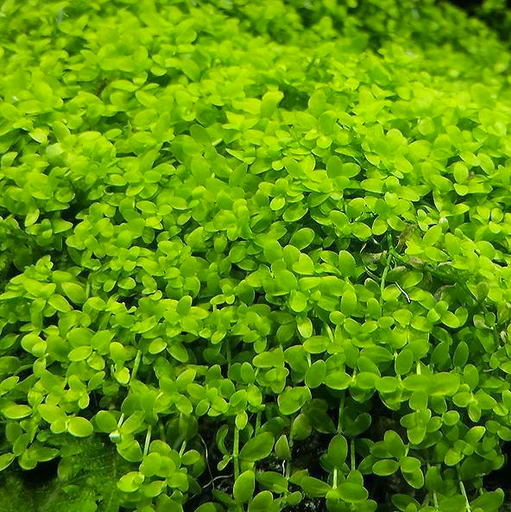 Micranthemum tweediei 'Monte Carlo'