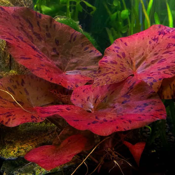 Nymphaea Tiger Lotus Red Bulb
