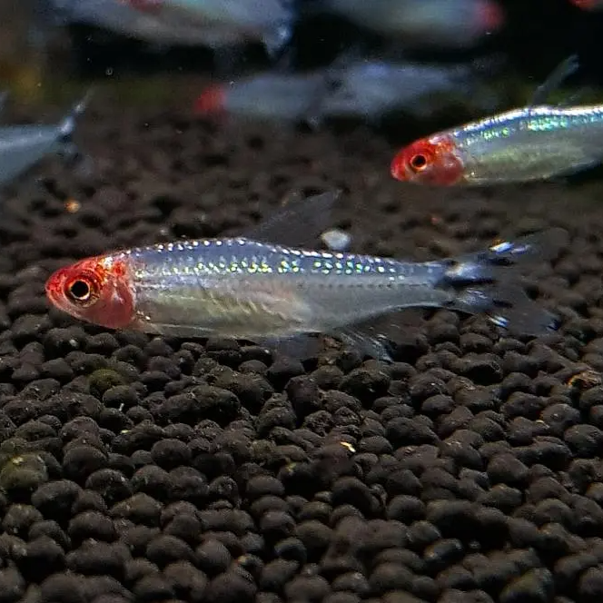 Platinum Rummynose Tetra Hemigrammus bleheri AquaZen