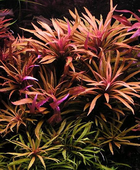 Pogostemon stellata (Eustralis)