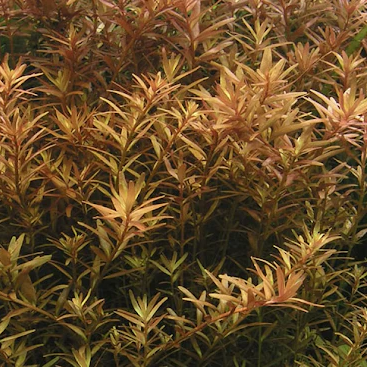 Rotala Indica