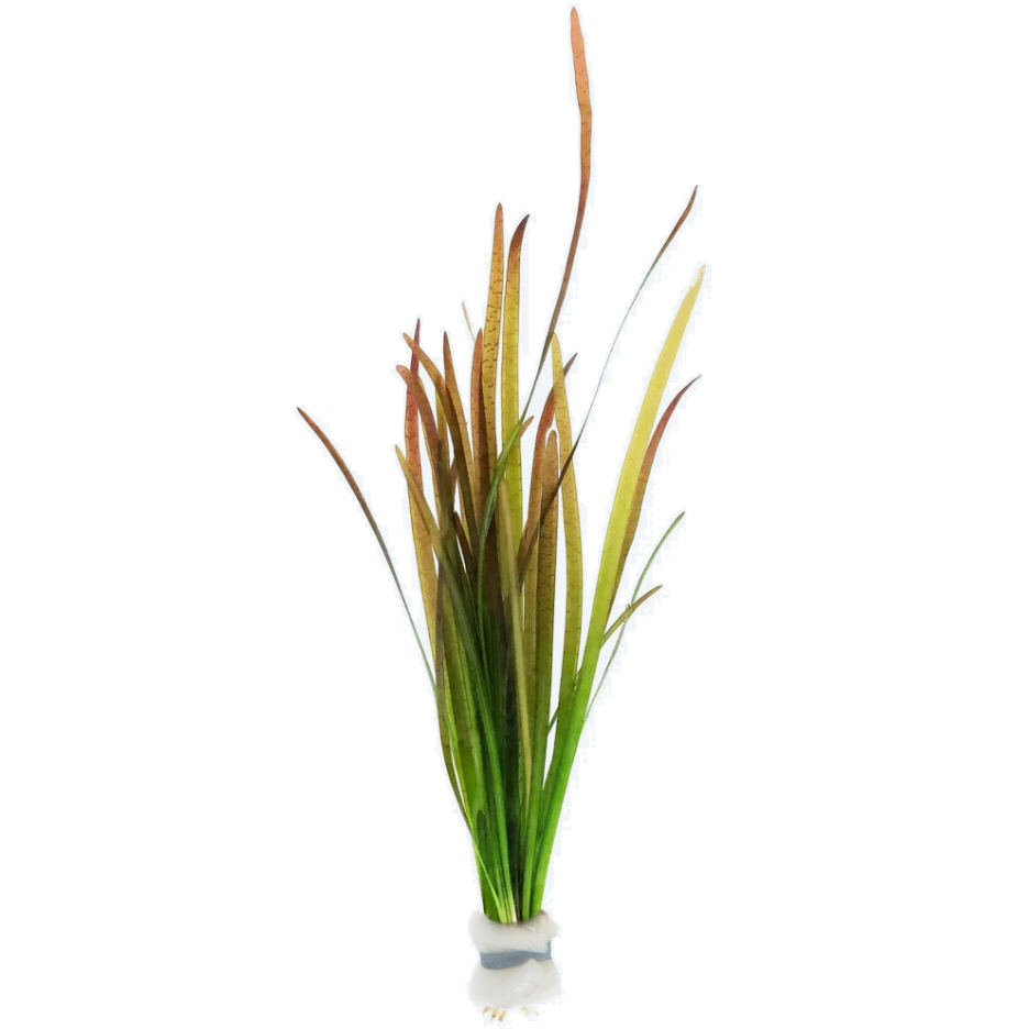 Vallisneria Spiralis 'Red'