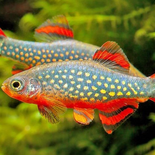 Galaxy Rasbora (Celestichthys margaritatus)