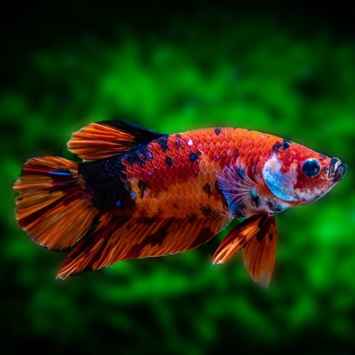 Betta Plakat Koi