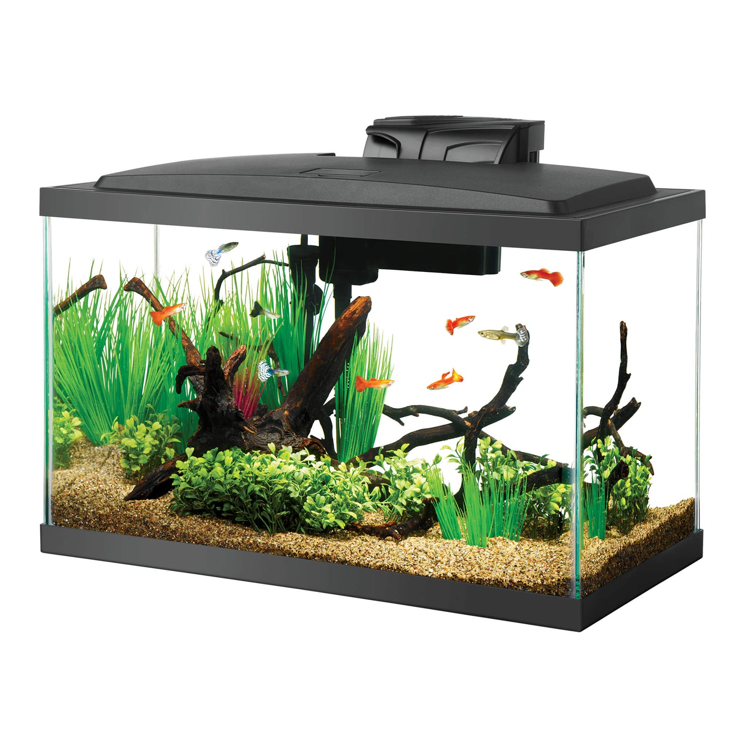 Aqueon 10 Gallon Aquarium Kit