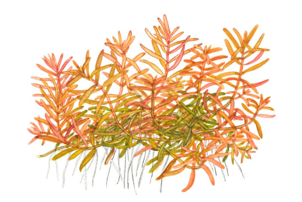 Tropica 1-2-Grow Rotala rotundifolia 'H'ra'