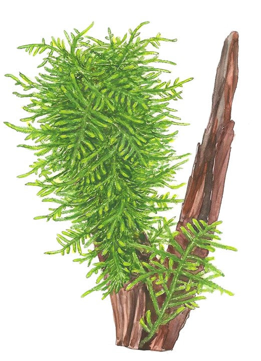 Tropica 1-2-Grow Taxiphyllum 'Spiky'